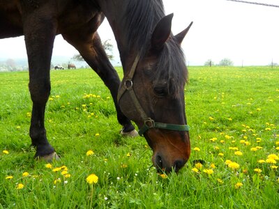 Meadow pasture spring