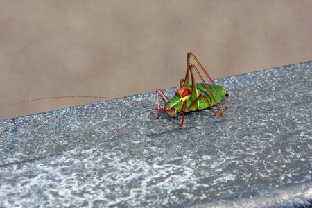 Nature green pest control photo