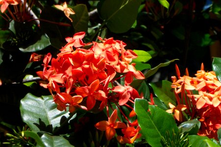 Bush green botanical garden