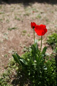 Tulip flowers spring