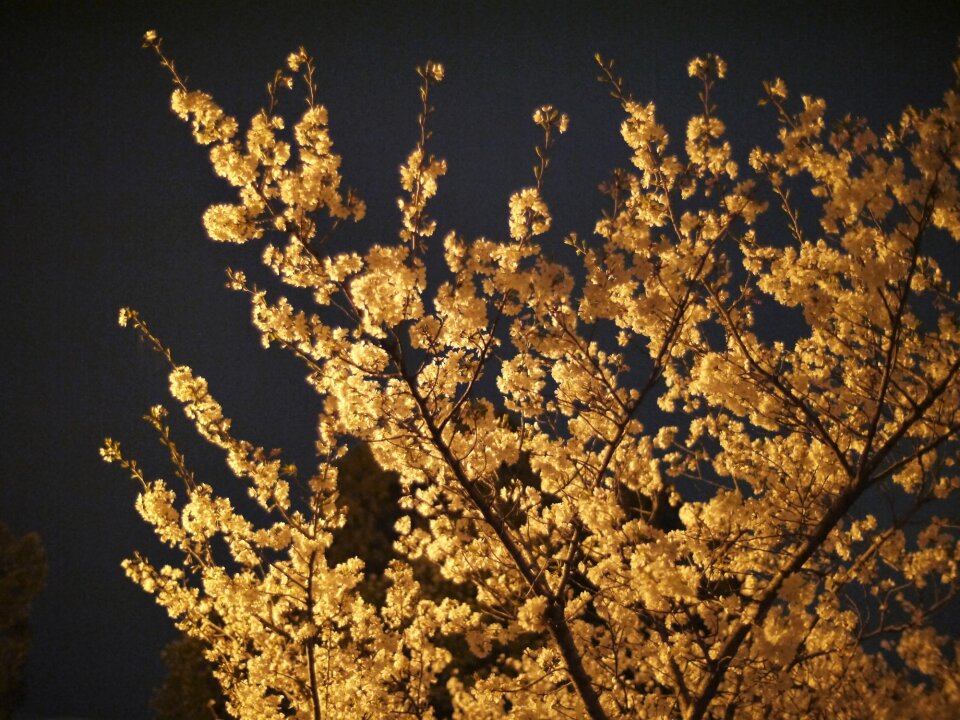Cherry blossoms night Free photos