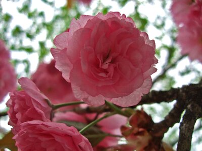 Pink tree cherry photo