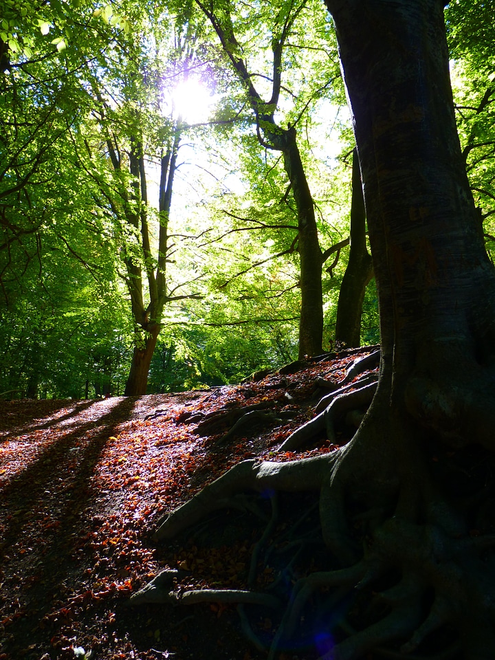 Light forest floor root