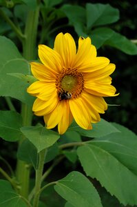 Flower sunflower insects