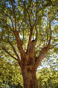 Plane tree tree nature