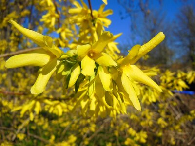 Blooming yellow flowers plant kingdom