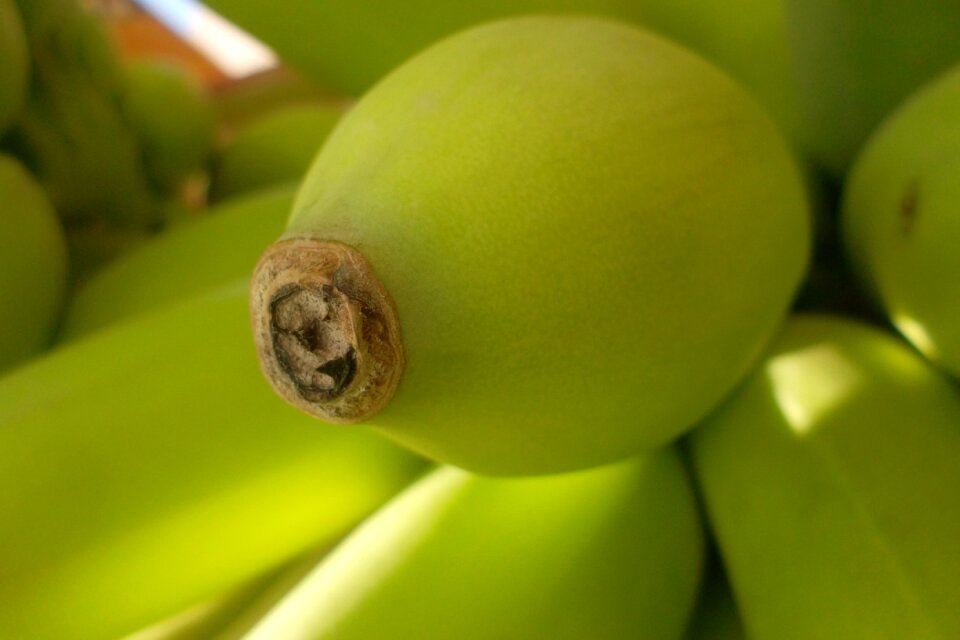 Garden banana banana tree