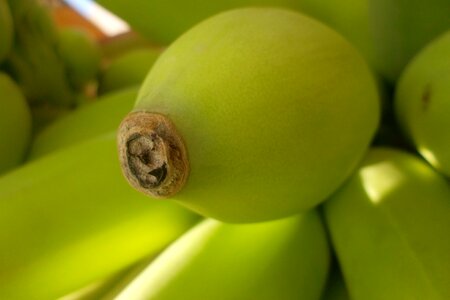 Garden banana banana tree
