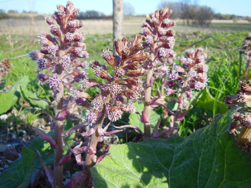 Plants nature rural