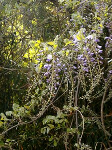 Wisteria spring flowers woods