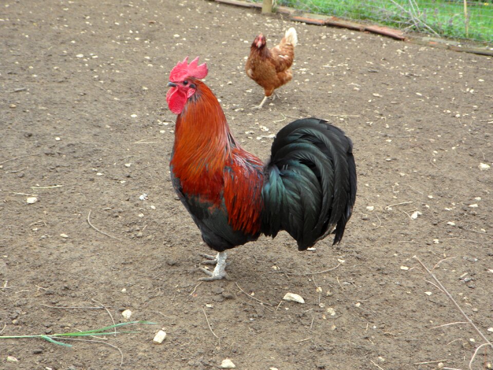 Farm feather poultry