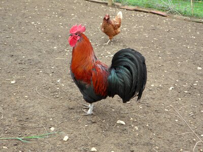 Farm feather poultry
