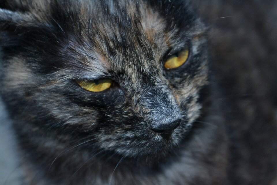 Animals my favorite gray