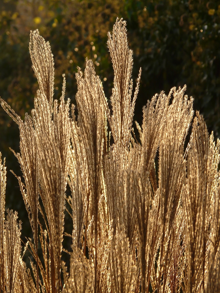 Licorice poaceae silver spring