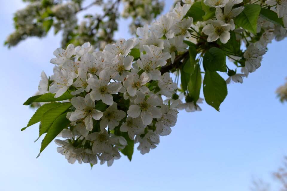 Romantic white flower nature