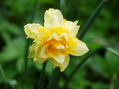 Bloom daffodils spring photo