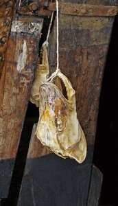 Skull carcass hanging photo