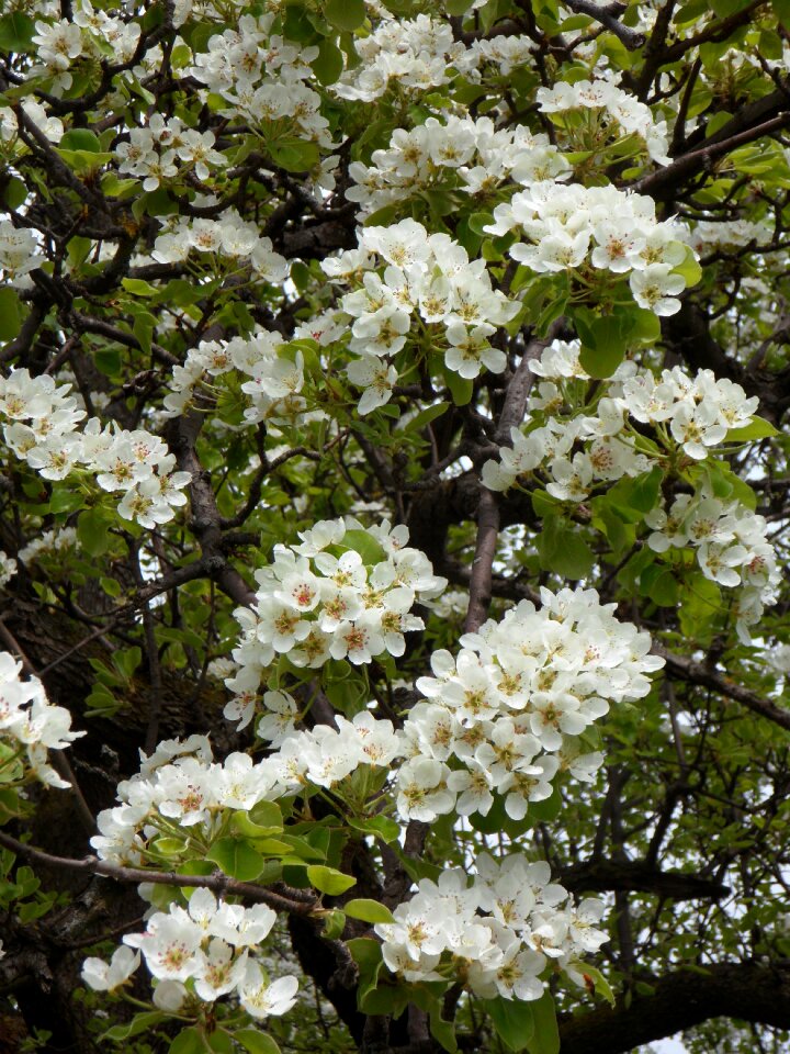Cherry tree blossom spring