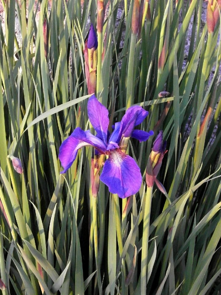 Early summer flowers purple flowers purple