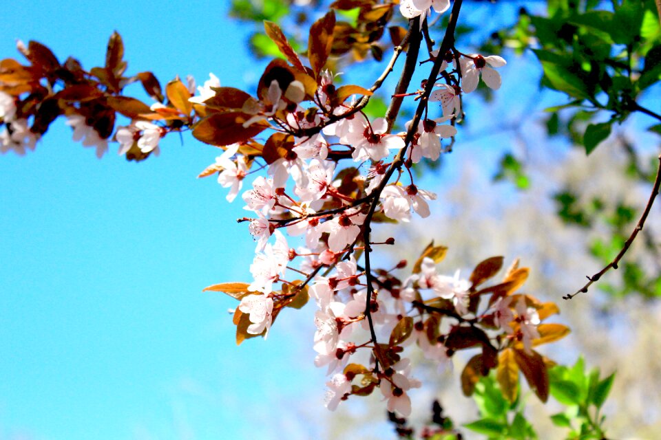 Garden blossom bloom
