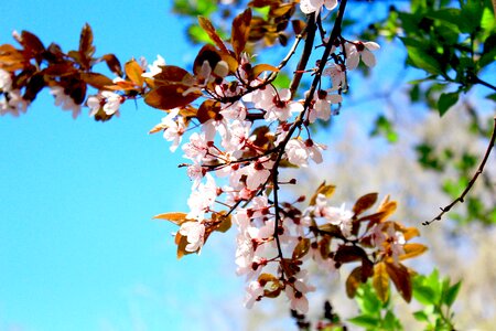 Garden blossom bloom