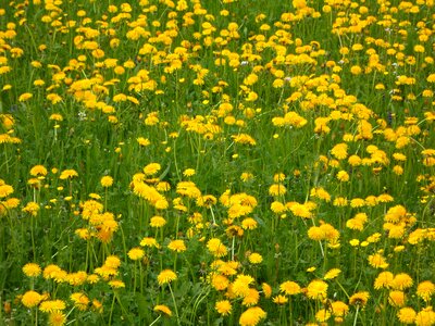 Landscape meadow yellow photo