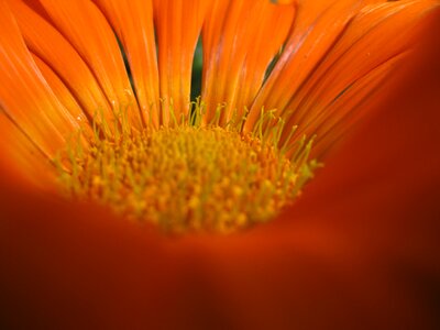 Bloom orange spring photo
