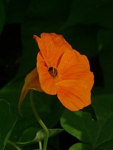 Nasturtium tropaeolum carbine greenhouse photo