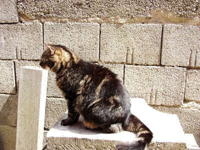 Pet curiosity mammal