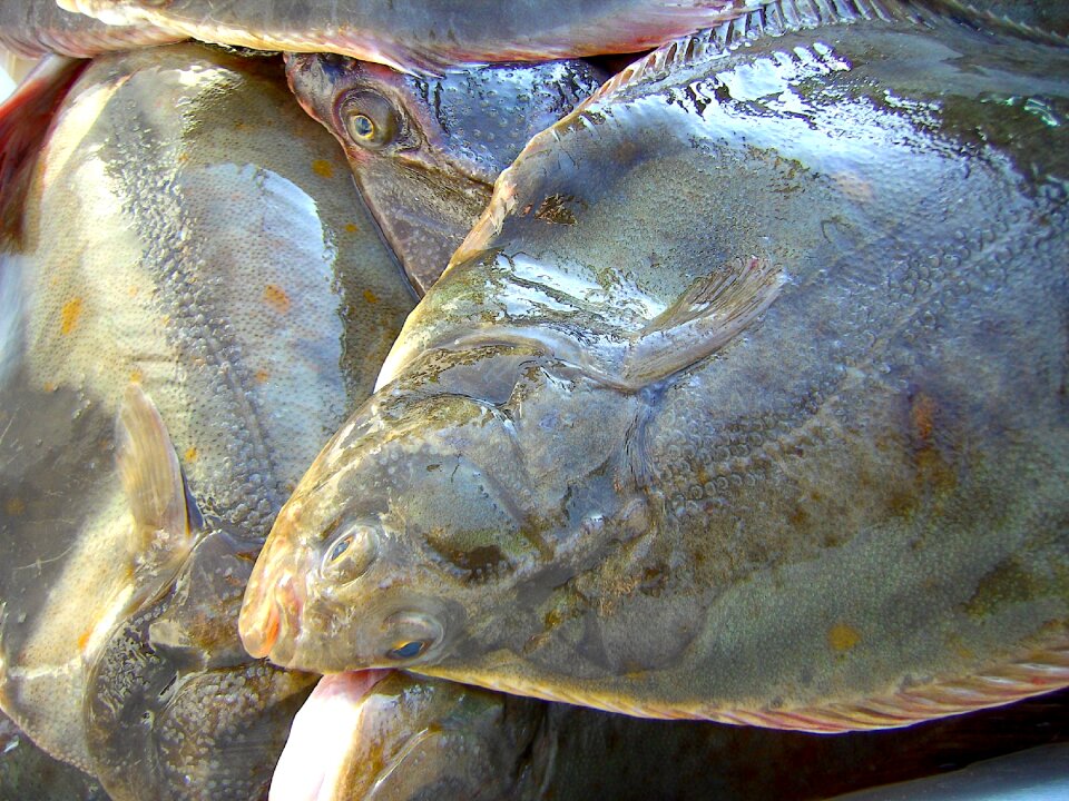 Plaice eat water