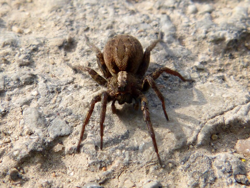 Arachne predator eyes