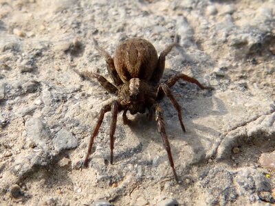Arachne predator eyes photo