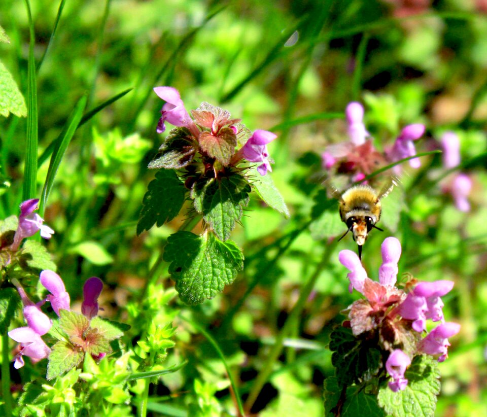 Bees flower grass