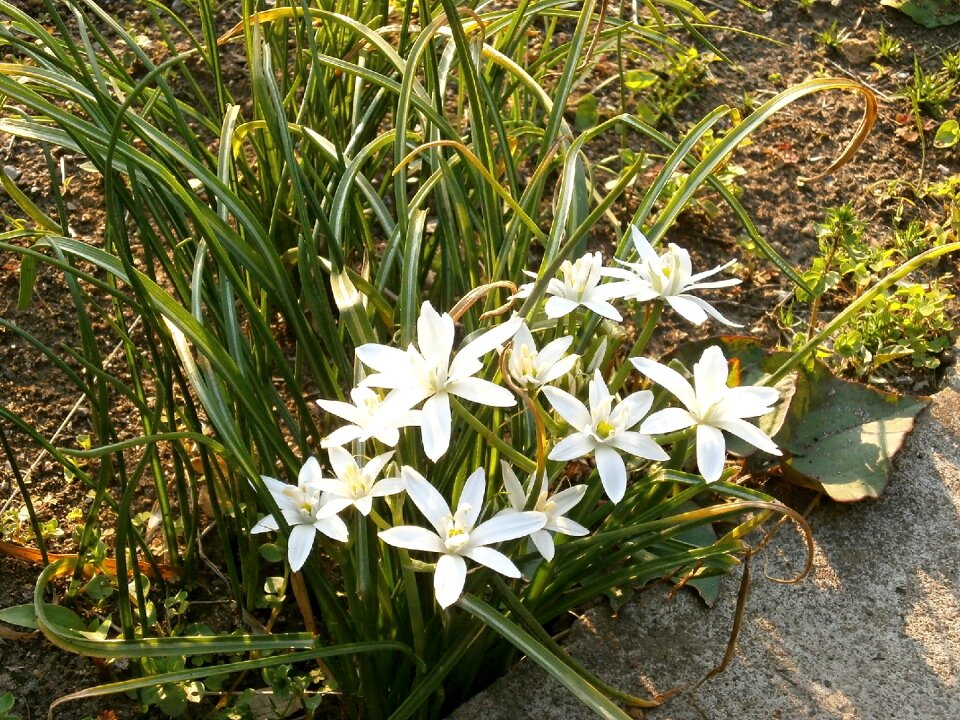 Spring flowers early summer flowers liliaceae
