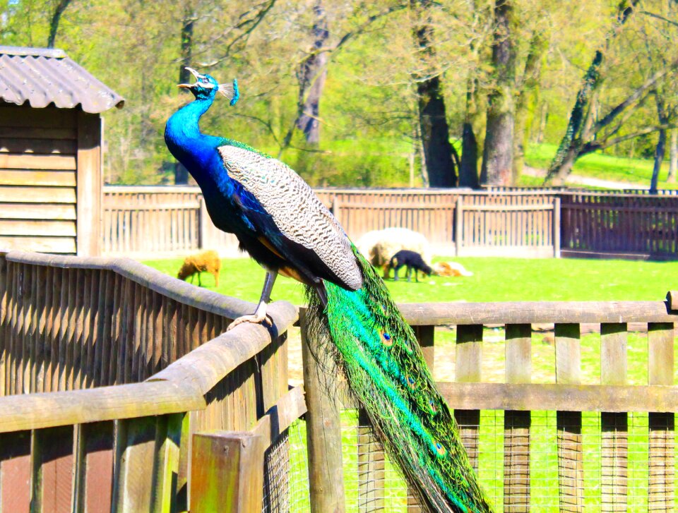 Color iridescent green