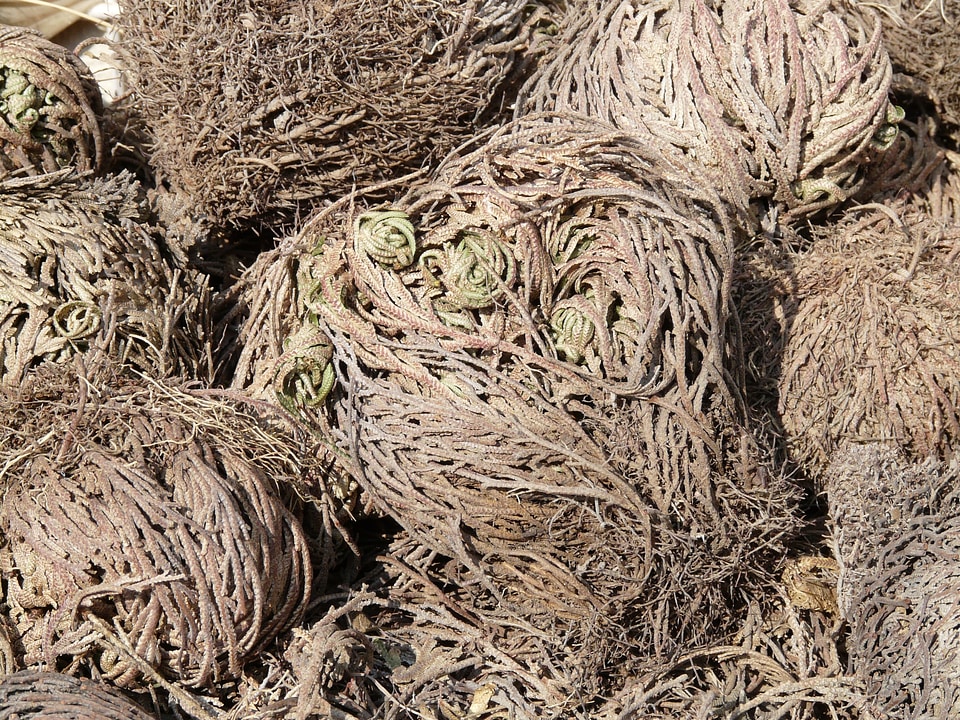 Pallenis hierochuntica false rose of jericho poikilohydren selaginoides