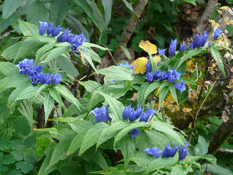 Alpine plant gentiana asclepiadea gentiana