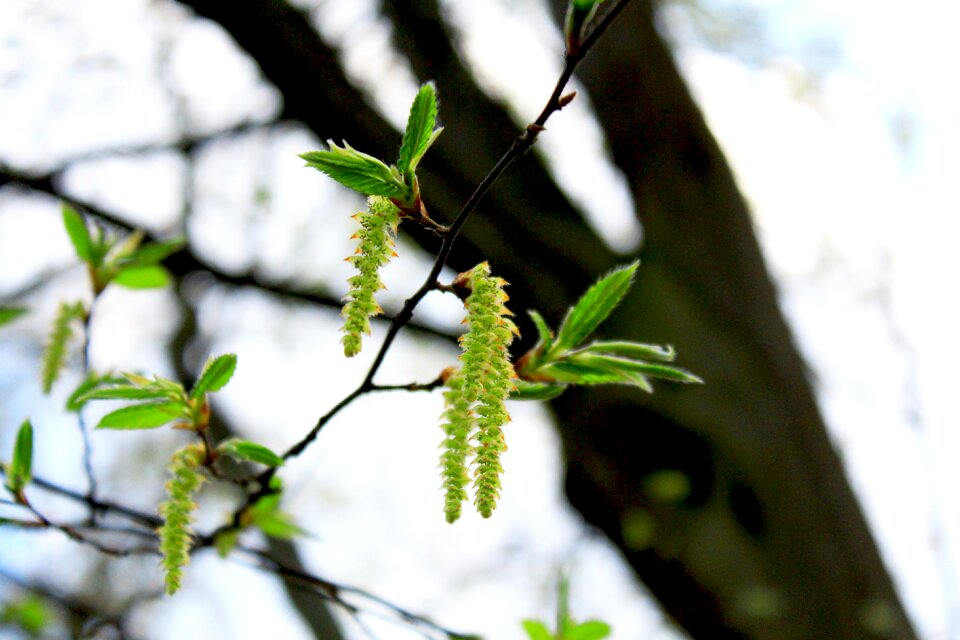 Plant flowers sprouts
