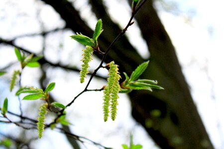 Plant flowers sprouts