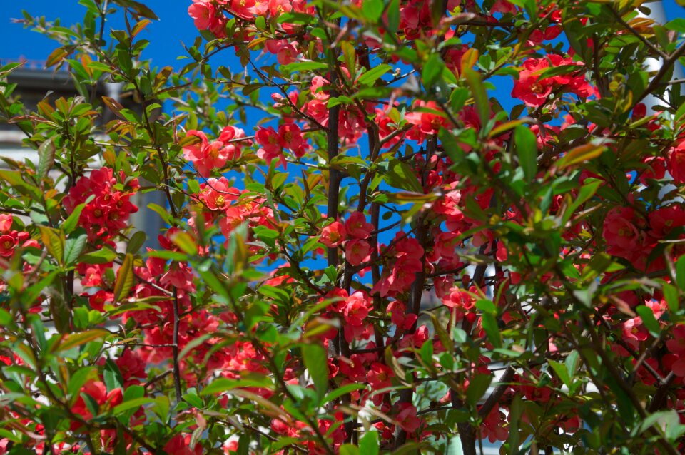 Tree blue red