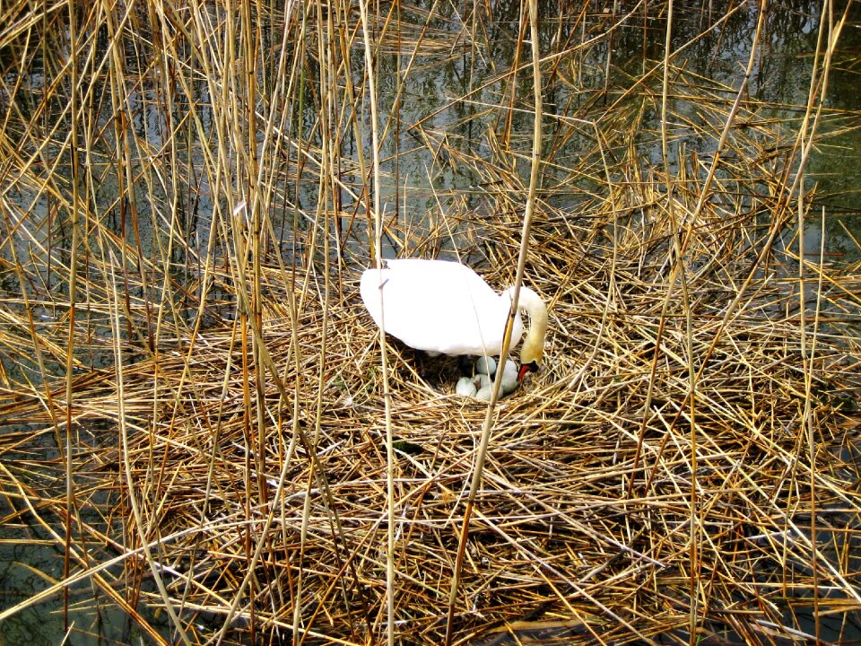 Lake constance nature nest