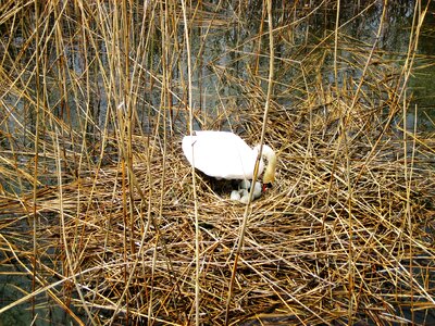 Lake constance nature nest
