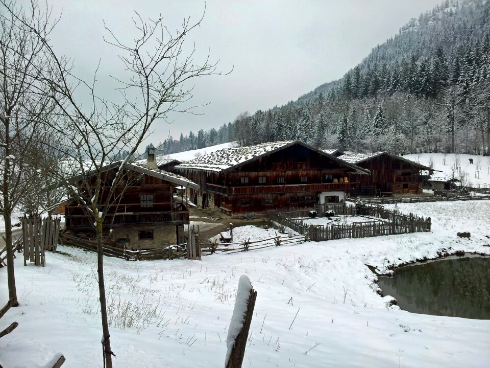 Snow forest trees