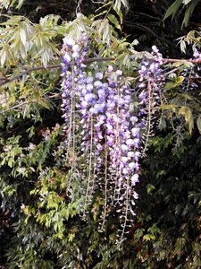 Wisteria spring flowers woods