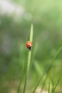 Grass the details of the insects