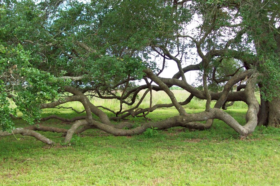 Trees pretty different