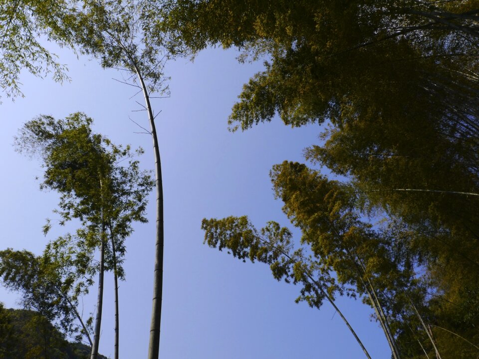 Bamboo sky bamboo forest