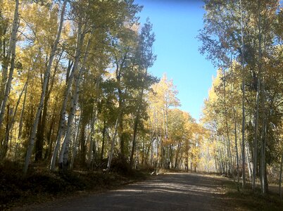 Country life trees blue sky photo