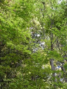 Fresh green maple leaf arboretum photo