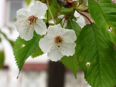 Close up spring garden